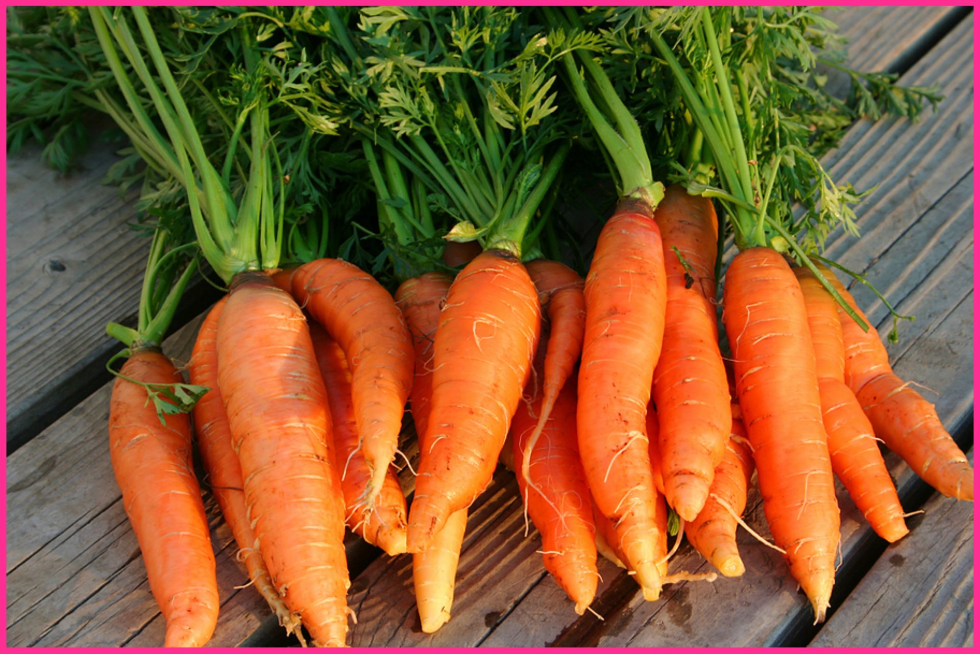 carote bio