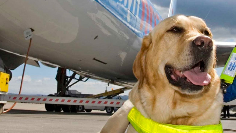 cane da assistenza davanti un aereo