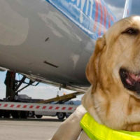 cane da assistenza davanti un aereo
